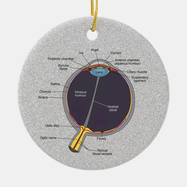Ornamento de Anatomia Ocular (Frente)