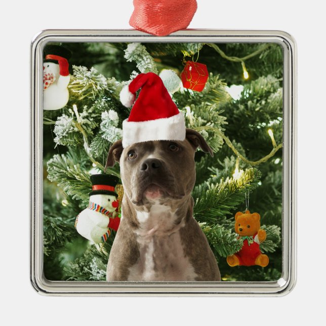 Ornamento de Árvores de Natal do Cão Pitbull Snowm (Frente)