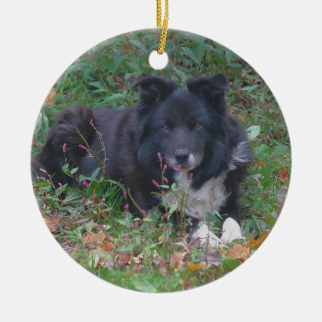 Ornamento de Cachorro de Collie Cute de Borda Negr (Frente)