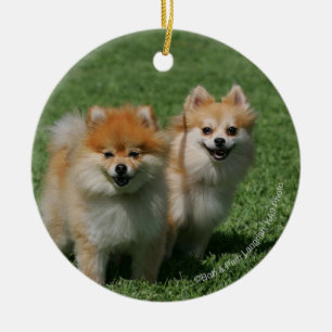 Ornamento De Cerâmica 2 Pomeranians que olha a câmera
