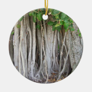 Ornamento De Cerâmica A árvore antiga velha do ficus enraíza a imagem 