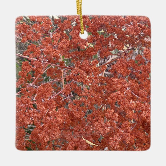 Ornamento De Cerâmica A Blooming California: Rua. Raios de Catherine (Frente)