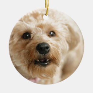 Ornamento De Cerâmica Abby impressionante pequeno o Yorkie Poo