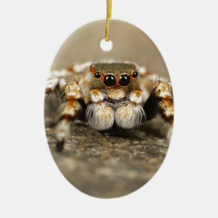 Ornamento De Cerâmica Acessórios incríveis para a aranha do Pássaro