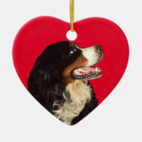 Ame meu cão de montanha de Bernese