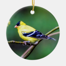 American Goldfinch Ornament