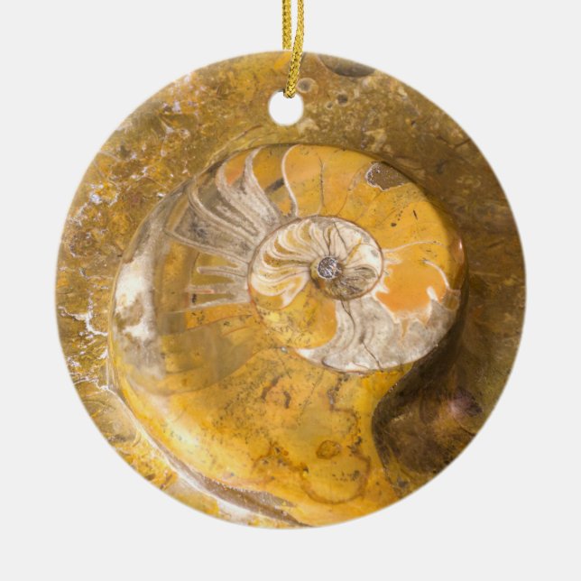 Ornamento De Cerâmica Ammonite Fossil Rock Nature Fotografia Cerâmica Ou (Frente)