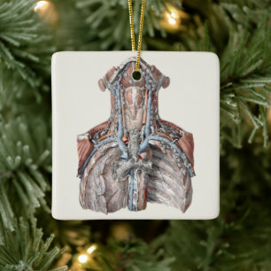 Ornamento De Cerâmica Anatomia Humana Vintage - Garganta, Pescoço, Tórax