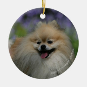 Ornamento De Cerâmica Ânsia de Pomeranian