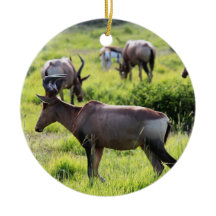 Antílope africano no safari em África do Sul