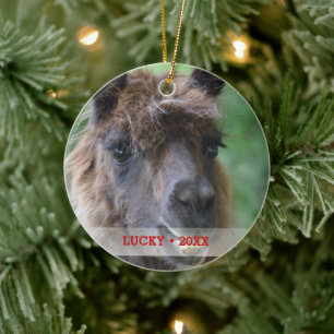 Ornamento De Cerâmica Árvore de Natal Personalizada Pet Llama