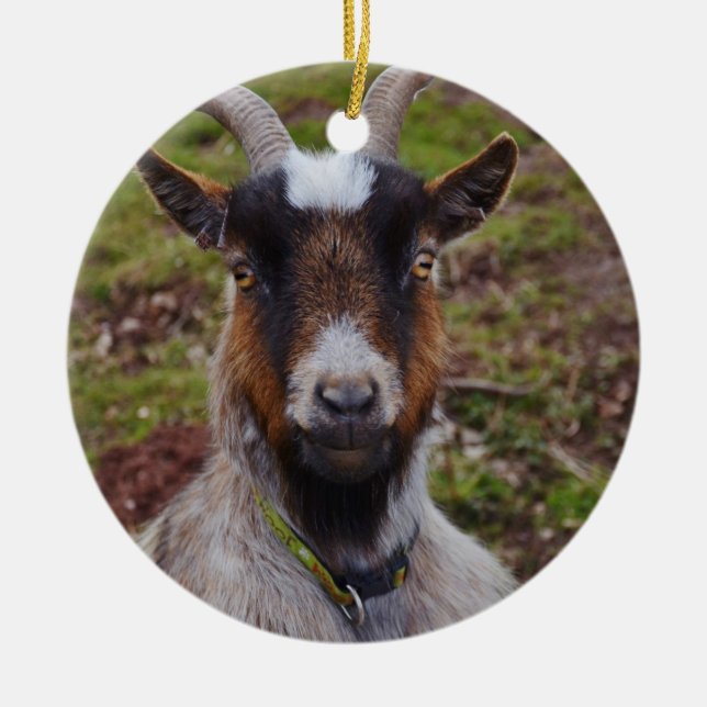 Ornamento De Cerâmica Ascendente próximo da cabra (Frente)