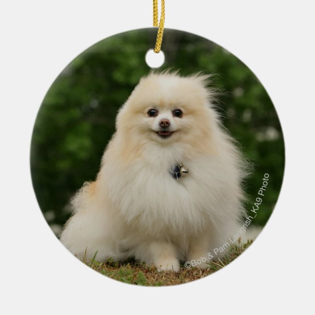 Ornamento De Cerâmica Assento de Pomeraning (Frente)