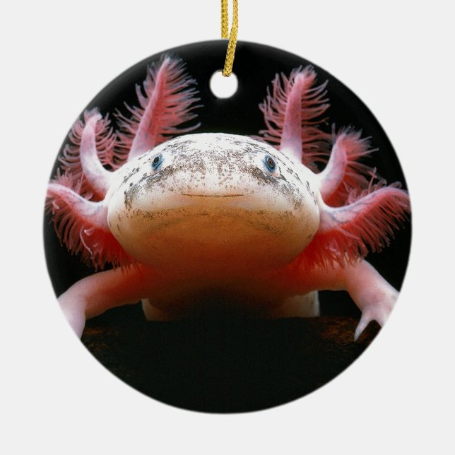 Ornamento De Cerâmica Axolotl Axolotl.png (Frente)