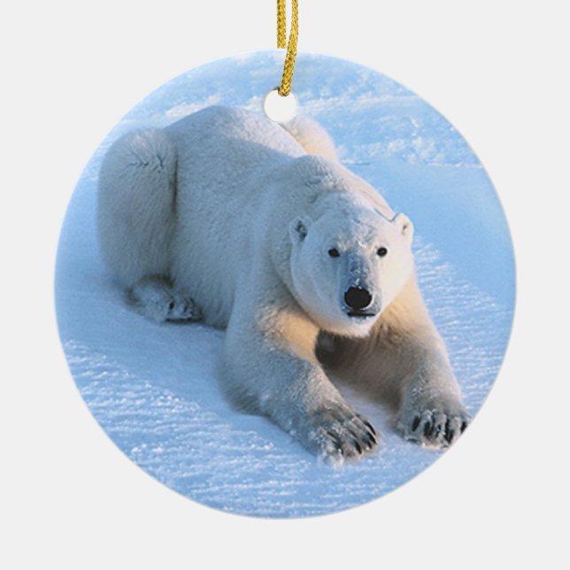 Ornamento De Cerâmica Azul do urso polar (Frente)