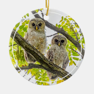 Ornamento De Cerâmica Barred Owlets Springtime