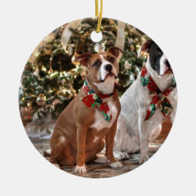 Ornamento De Cerâmica Bela salvação de Natal Pitbull e Boi Cão da Améric (Frente)