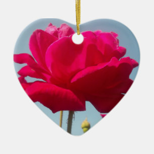 Ornamento De Cerâmica Belo Rosa Celestial Vermelho Belo Contra Azul