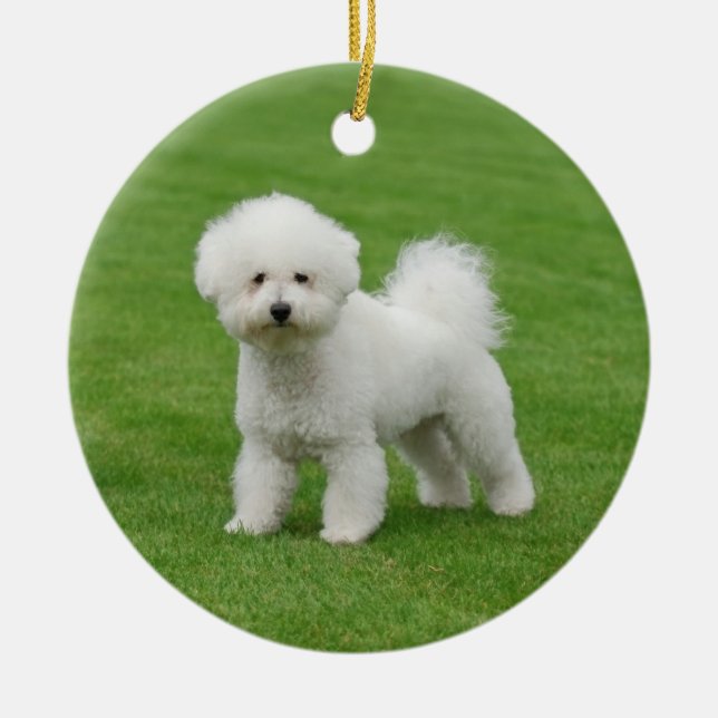 Ornamento De Cerâmica Bichon Frise (Frente)