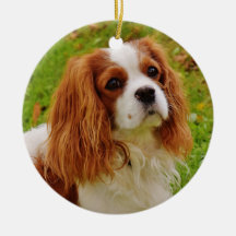 Blenheim Cavalier King Charles Spaniel em Grass