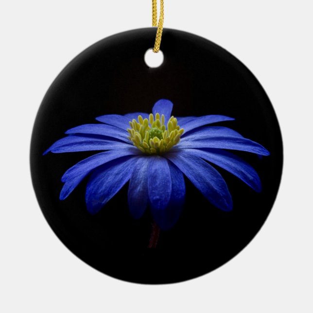 Ornamento De Cerâmica Blue Daisy Gerbera Flower em preto (Frente)