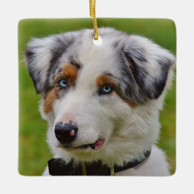 Ornamento De Cerâmica Blue Merle Australian Shepherd Puppy (Frente)