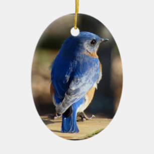 Ornamento De Cerâmica Bluebird bonito
