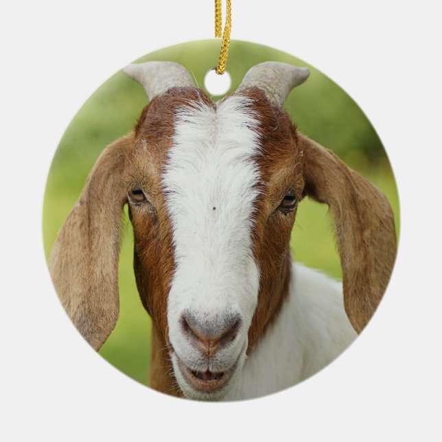 Ornamento De Cerâmica Boer Goat Nanny Kid (Frente)