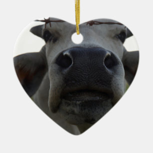 ORNAMENTO DE CERÂMICA BOI QUEENSLAND RURAL AUSTRÁLIA DA VACA DO BRAHMAN