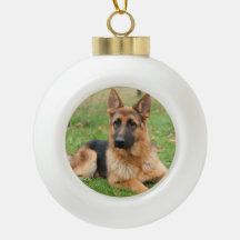 Crie Sua Própria Foto Personalizada de Animal de E