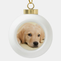 Crie Sua Própria Foto Personalizada de Animal de E
