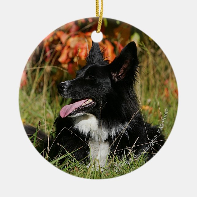 Ornamento De Cerâmica Borda Collie Panting Deitado (Frente)