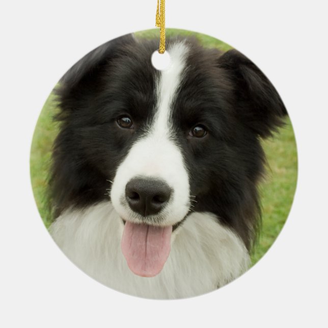 Ornamento De Cerâmica Border Collie (Traseira)