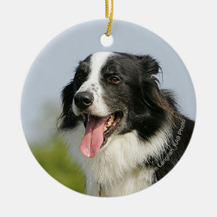 Ornamento De Cerâmica Border collie que arfa estar