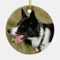 Border collie que arfa o Headshot 2
