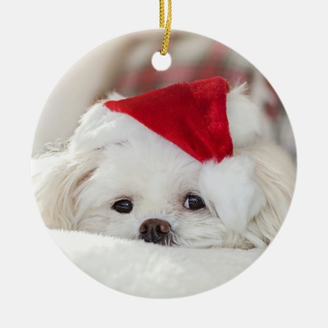 Ornamento De Cerâmica Cachorro branco maltês, branco, de Natal (Frente)
