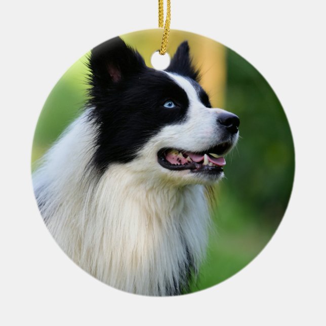 Ornamento De Cerâmica Cachorro Collie de Borda Preta e Branca (Frente)