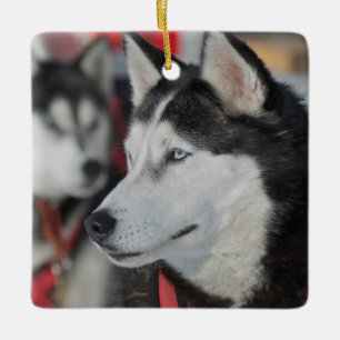 Ornamento De Cerâmica Cachorro Husky antes de uma corrida, Canadá