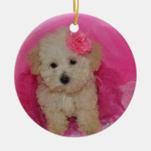 Cachorro Maltipoo