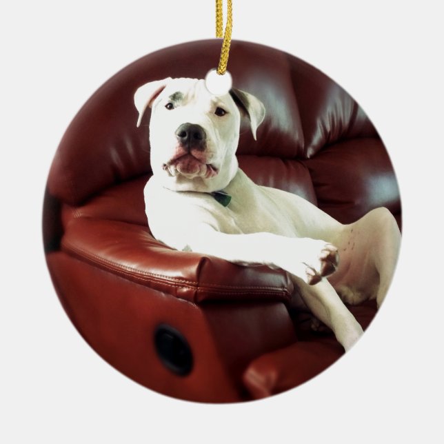 Ornamento De Cerâmica cachorro pit bull branco engraçado no sofá (Frente)
