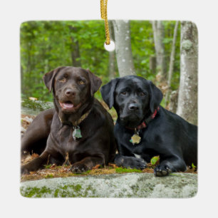 Ornamento De Cerâmica Cães Cachorros Cachorros Puppies Black Lab Chocol