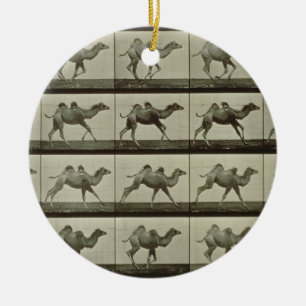 Ornamento De Cerâmica Camelo, placa "da locomoção animal", 1887 (b/W.P
