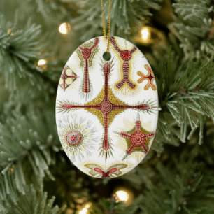 Ornamento De Cerâmica Camomila Selvagem por Ernst Haeckel, Natureza Vint