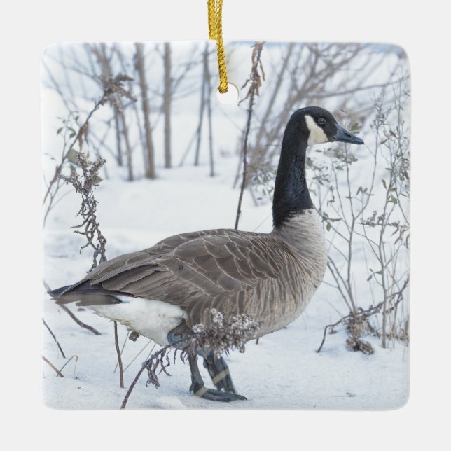 Ornamento De Cerâmica Canada Goose in Snow Ornament (Frente)
