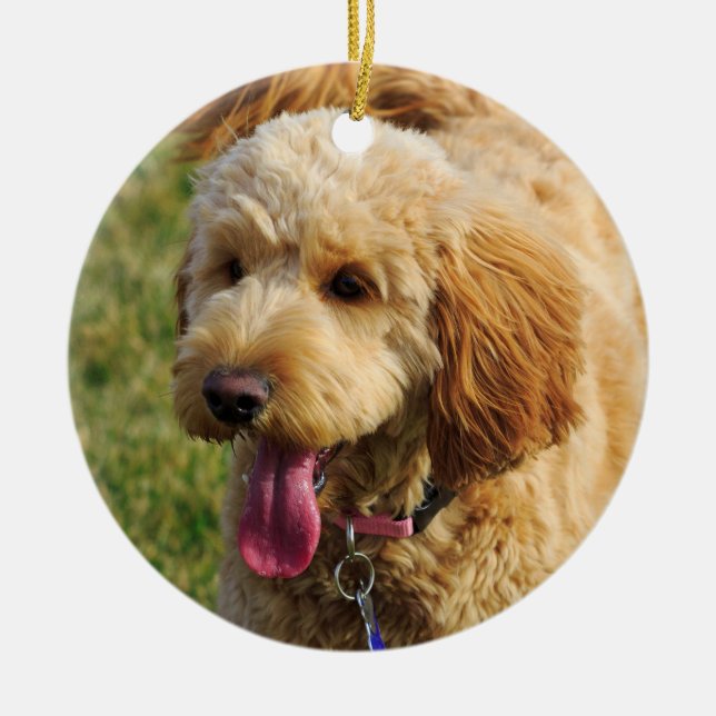 Ornamento De Cerâmica Cão bonito de Goldendoodle (Frente)