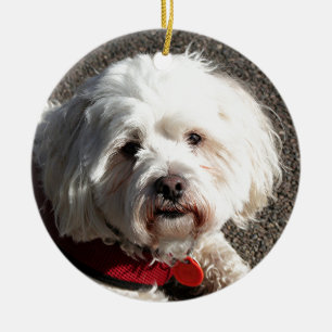 Ornamento De Cerâmica Cão bonito do frise do bichon