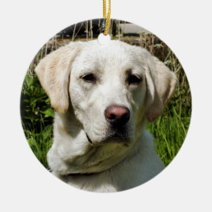 ORNAMENTO DE CERÂMICA CÃO DE LABRADOR
