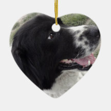 Cão de pastor búlgaro de Sara