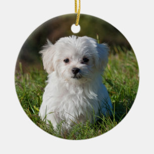 Ornamento De Cerâmica Cão-de-porco Maltês Fluffy