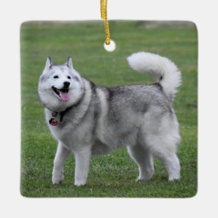 Ornamento De Cerâmica Cão Malamute Fluffy Alaskan